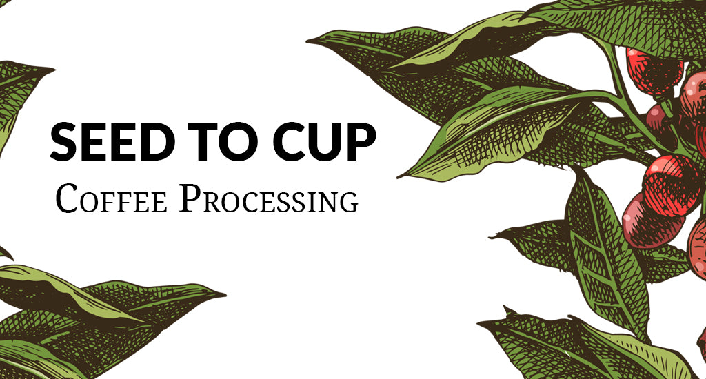 Seed to Cup: Coffee Processing Methods