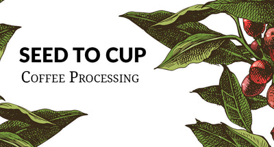 Seed to Cup: Coffee Processing Methods